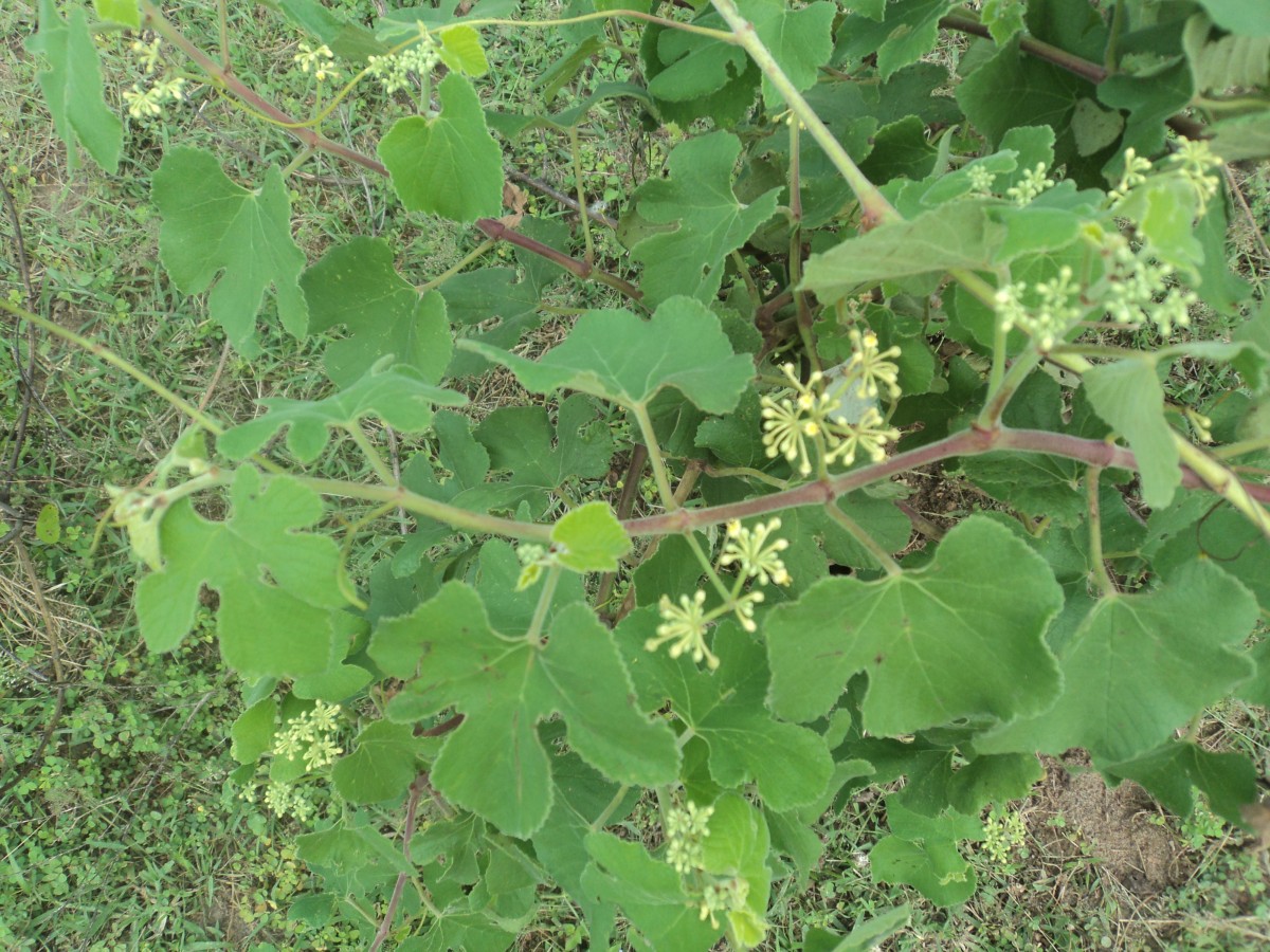 Cissus vitiginea L.